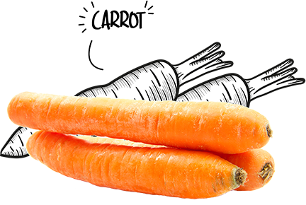 BIO-Center ZANN - 908